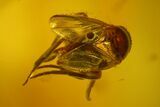 Four Fossil Flies (Diptera) In Baltic Amber #150738-2